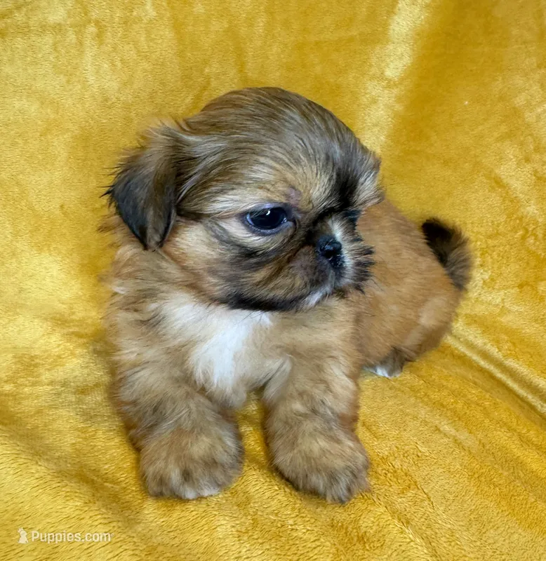 Mikey – Shih Tzu puppy for sale in Westlake Village, CA