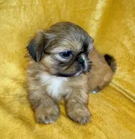 Mikey, a male Shih Tzu for sale in Westlake Village, CA – 1 of 2