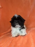 Oreo, a male Shih Tzu for sale in Westlake Village, CA – 3 of 4