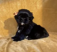Sally, a female Shih Tzu for sale in Westlake Village, CA – 2 of 3