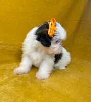 Gillie, a female Shih Tzu for sale in Westlake Village, CA – 2 of 3