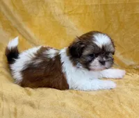 Jason, a male Shih Tzu for sale in Westlake Village, CA – 3 of 3