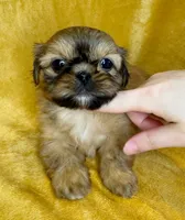 Mikey, a male Shih Tzu for sale in Westlake Village, CA – 2 of 2