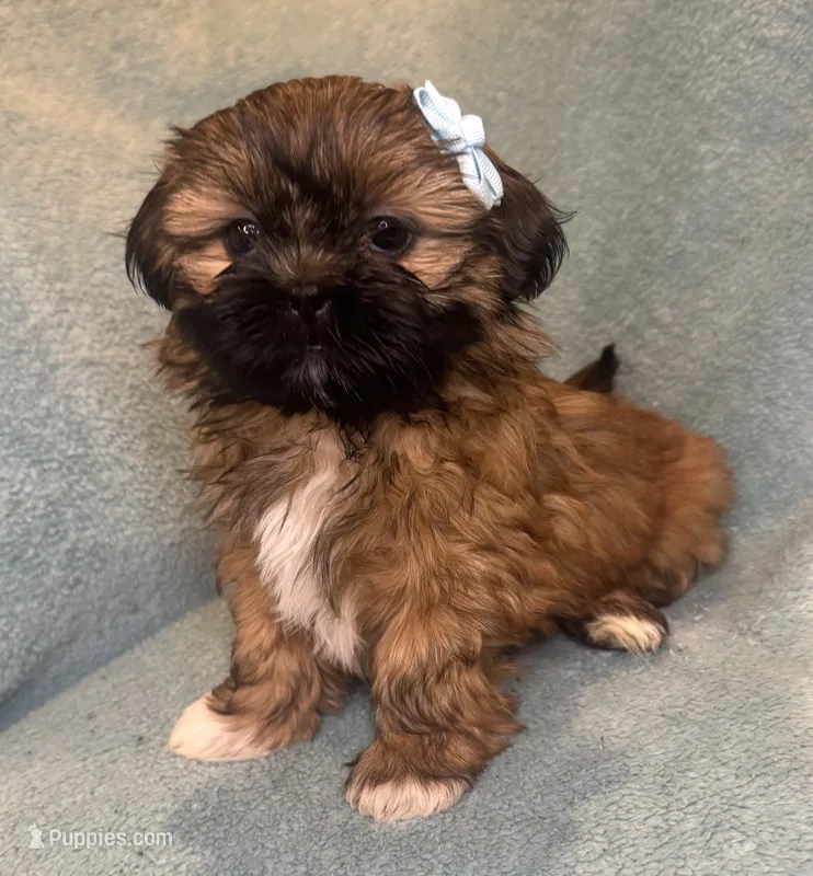 Cookie – Shih Tzu puppy for sale in Westlake Village, CA