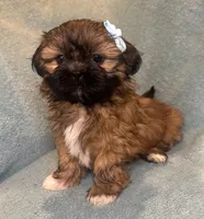 Cookie, a female Shih Tzu for sale in Westlake Village, CA – 1 of 2