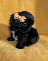 Sally, a female Shih Tzu for sale in Westlake Village, CA – 3 of 3
