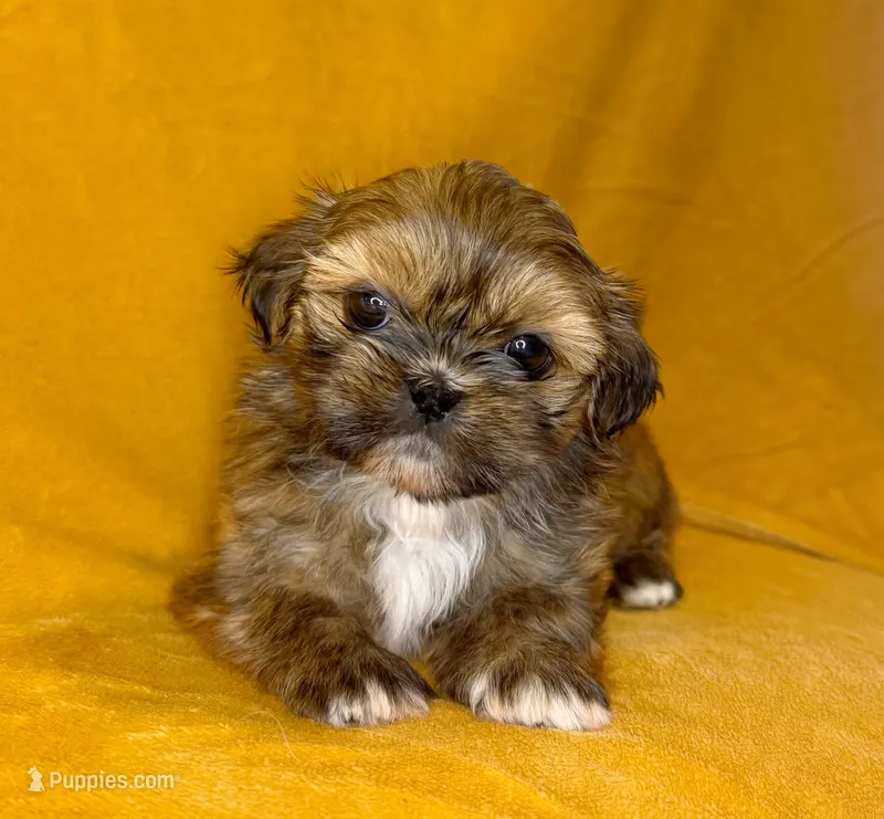 Freddy – Shih Tzu puppy for sale in Westlake Village, CA
