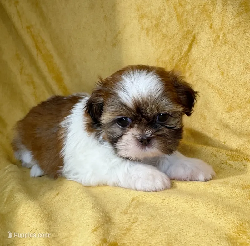 Jason – Shih Tzu puppy for sale in Westlake Village, CA