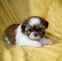 Jason, a male Shih Tzu for sale in Westlake Village, CA – 1 of 3