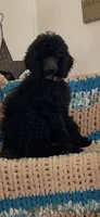 Puppy 1-2, a female Poodle - Standard  for sale in Covington, LA – 4 of 5