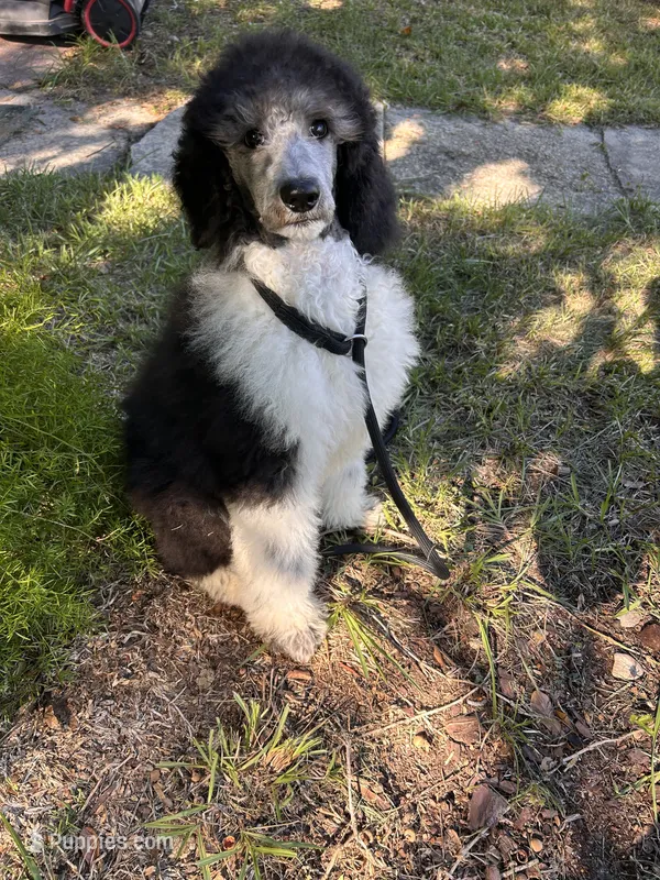 Puppy 1-2 – Poodle - Standard  puppy for sale in Covington, LA