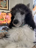 Puppy 1-2, a female Poodle - Standard  for sale in Covington, LA – 2 of 5
