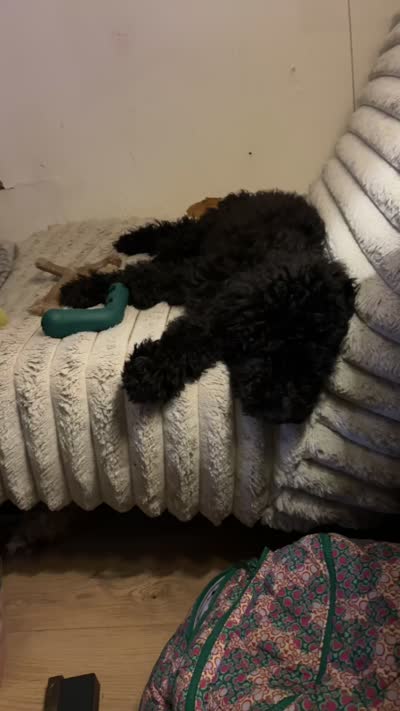 Puppy 1-2, a female Poodle - Standard  for sale in Covington, LA – 5 of 5