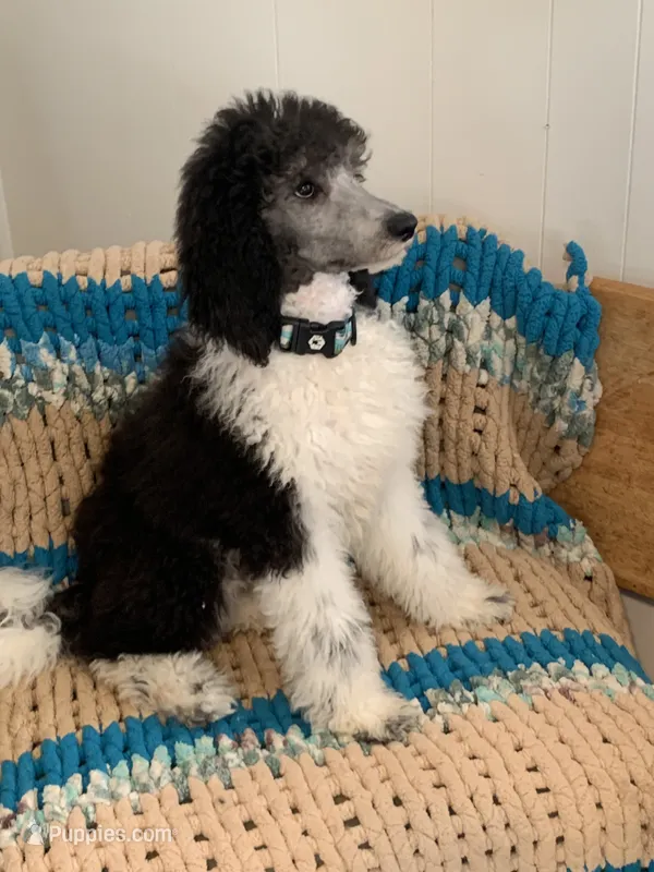 Puppy 1-2 – Poodle - Standard  puppy for sale in Covington, LA