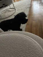 Otto, a male Miniature Schnauzer for sale in White Plains, NY – Photo 3 of 3