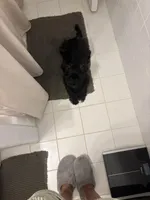 Otto, a male Miniature Schnauzer for sale in White Plains, NY – Photo 2 of 3