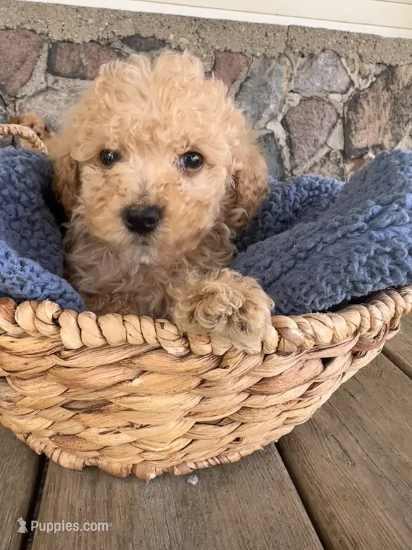 Collis – Poodle - Miniature  puppy for sale in Camden, MI
