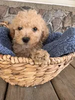 Collis, a male Poodle - Miniature  for sale in Camden, MI – 1 of 7