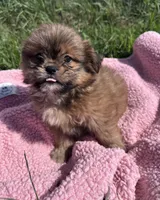 Penny, a female Shihpoo for sale in Camden, MI – 6 of 10