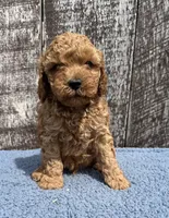 Mickey, a male Cavapoo for sale in Camden, MI – Photo 4 of 10