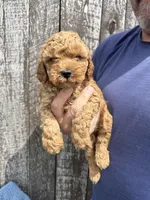 Mickey, a male Cavapoo for sale in Camden, MI – Photo 8 of 10