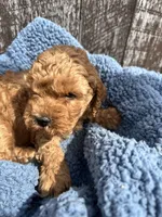 Mickey, a male Cavapoo for sale in Camden, MI – Photo 7 of 10