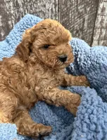 Mickey, a male Cavapoo for sale in Camden, MI – Photo 5 of 10