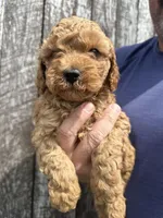 Mickey, a male Cavapoo for sale in Camden, MI – Photo 6 of 10