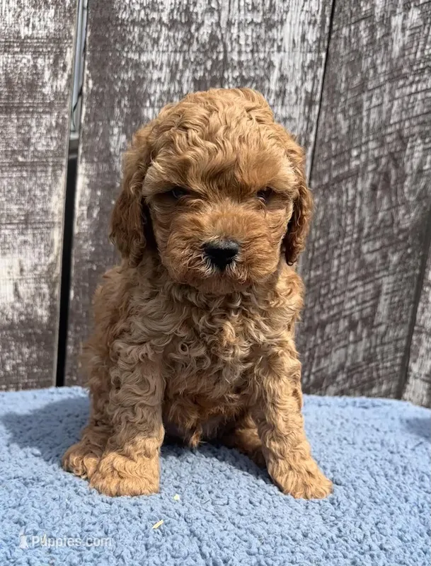 Mickey, a male Cavapoo for sale in Camden, MI – Photo 1 of 10