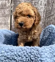 Mickey, a male Cavapoo for sale in Camden, MI – Photo 2 of 10