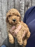 Mickey, a male Cavapoo for sale in Camden, MI – Photo 10 of 10