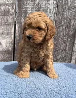 Mickey, a male Cavapoo for sale in Camden, MI – Photo 3 of 10