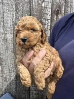 Mickey, a male Cavapoo for sale in Camden, MI – Photo 9 of 10