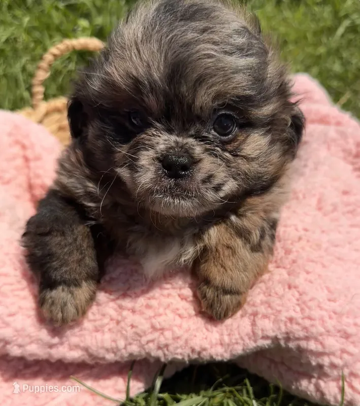 Sugar – Shihpoo puppy for sale in Camden, MI