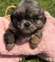 Sugar, a female Shihpoo for sale in Camden, MI – 1 of 4