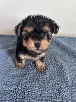 Teddy, a male Yorkipoo for sale in Camden, MI – 5 of 7