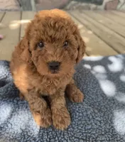 Charlie, a male Miniature Goldendoodle for sale in Camden, MI – 3 of 6