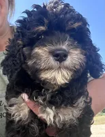 Trixie, a female Miniature Bernedoodle for sale in Camden, MI – 7 of 8