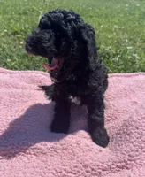 Bess, a female Bernedoodle for sale in Camden, MI – 6 of 9