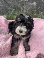 Winnie, a female Miniature Bernedoodle for sale in Camden, MI – 4 of 6