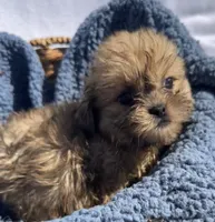 Prince, a male Shih Tzu for sale in Camden, MI – 1 of 7