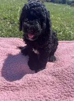 Bess, a female Bernedoodle for sale in Camden, MI – 4 of 9