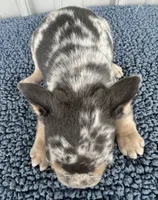 Biggie - AKC, a male French Bulldog for sale in Camden, MI – 5 of 5