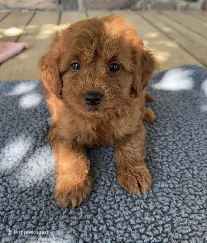 Gus – Miniature Goldendoodle puppy for sale in Camden, MI