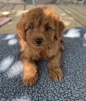 Gus, a male Miniature Goldendoodle for sale in Camden, MI – 1 of 7