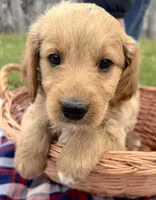 Winston, a male Miniature Goldendoodle for sale in Camden, MI – 1 of 4