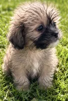 King, a male Shih Tzu for sale in Camden, MI – 6 of 6