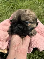 Honey, a female Shihpoo for sale in Camden, MI – 4 of 6