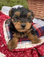 Wilma, a female Yorkshire Terrier for sale in Camden, MI – 5 of 6