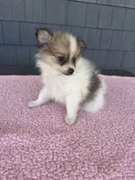 Cookie, a female Pomeranian for sale in Camden, MI – 5 of 6
